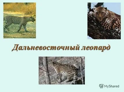 Какие животные дальнего востока в красной книге