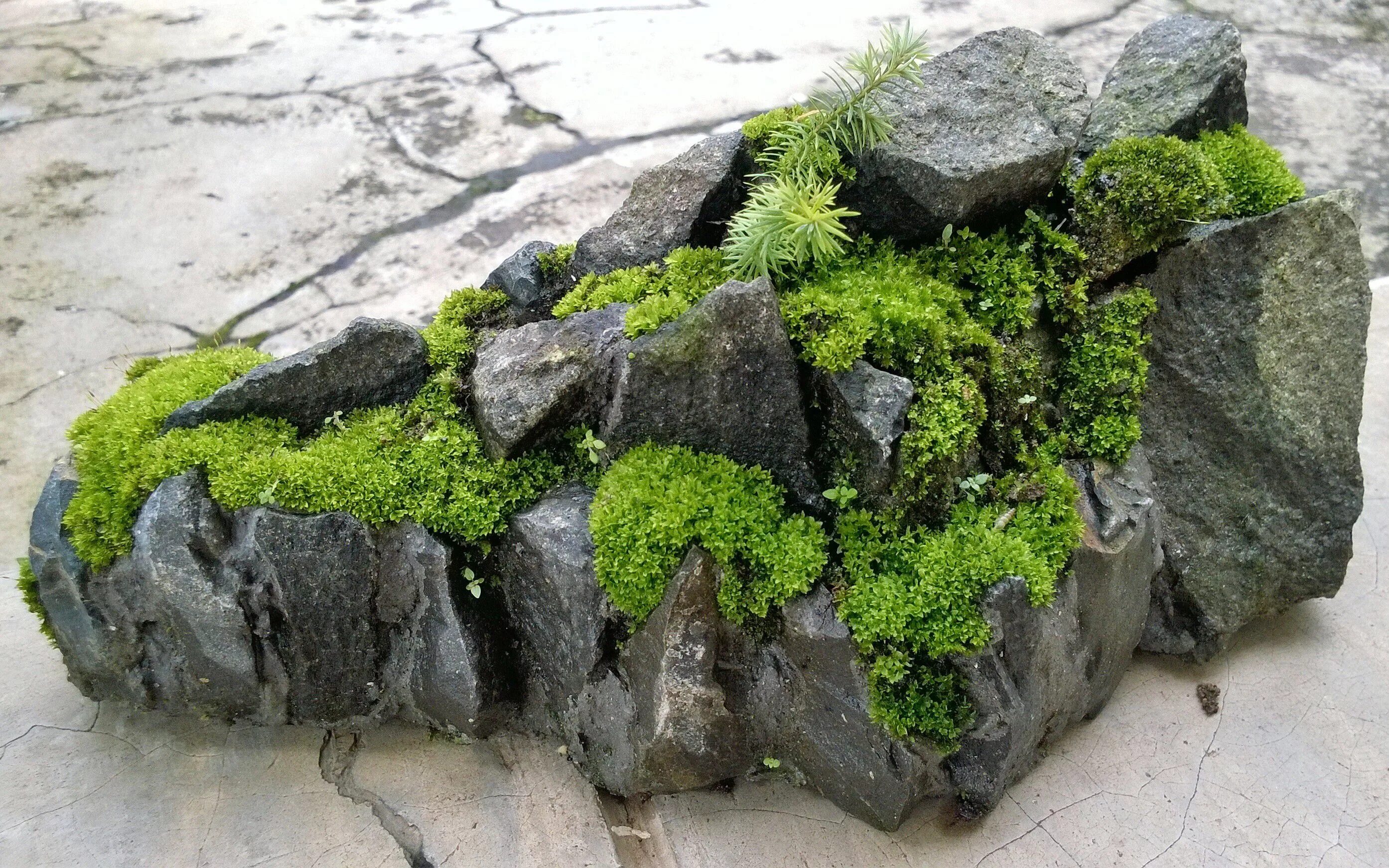 Со stone. Мхи и лишайники на камнях. Гипертуф с мхом. Мшистый валун. Мох на Камне.