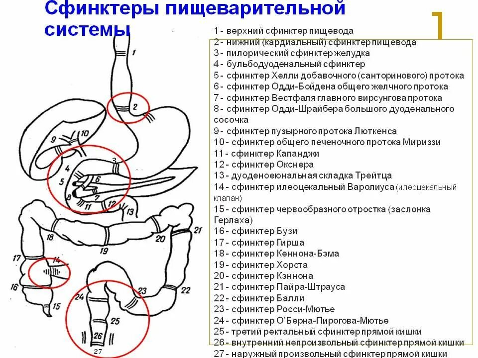 Сфинктеры ЖКТ физиология. Схема висцерального массажа по Огулову. Проекция сфинктера Одди. Сфинктер расположение