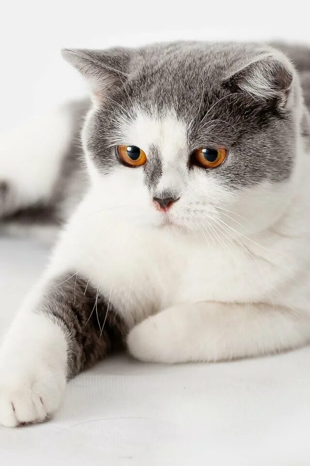 Кошки бело серого окраса. Британская кошка белая с серым. Британский кот серо белый. Британец серо белый. Серо белая кошка порода.