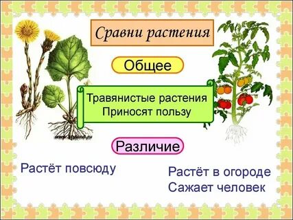 Дико культурные