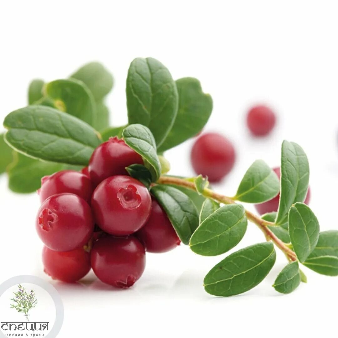 Vaccinium macrocarpon. Клюква на белом фоне. Брусника на белом фоне. Клюква и брусника.