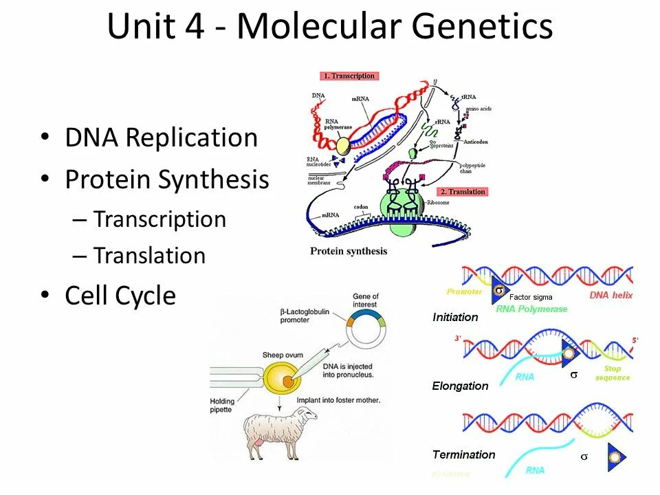 Molecular Genetics. About DNA. Protein Synthesis of Cell translation. Transcription DNA Biotech.