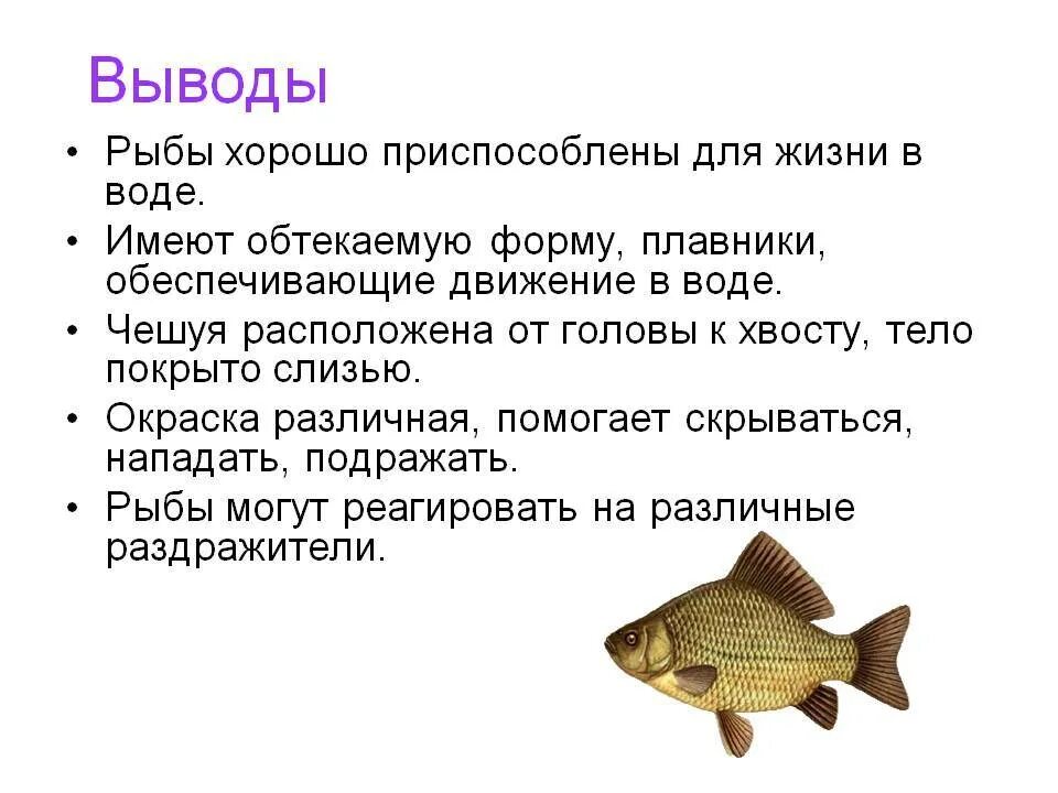 Особенности рыб 3 класс. Вывод о рыбах. Вывод о приспособленности рыбы к жизни в воде. Вывод по рыбам. Строение рыбы вывод.