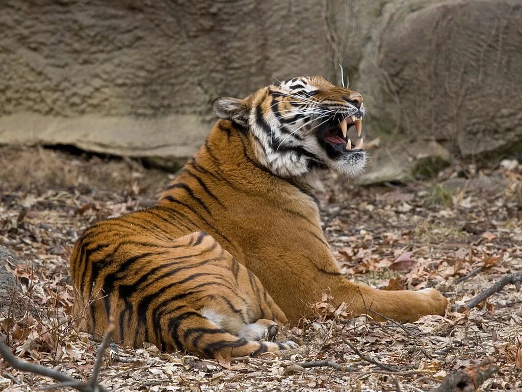 Земляной тигр. Panthera Tigris virgata. Фото тигра. Малайский тигр. Бенгальский тигр подвид тигра