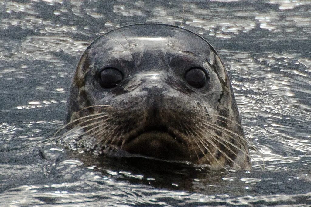 серый тюлень (halichoerus grypus). обыкновенный тюлень (phoca vitulina). серый тюлень (halichoerus grypus). ластоногие нерпа. тюлень 5 букв.