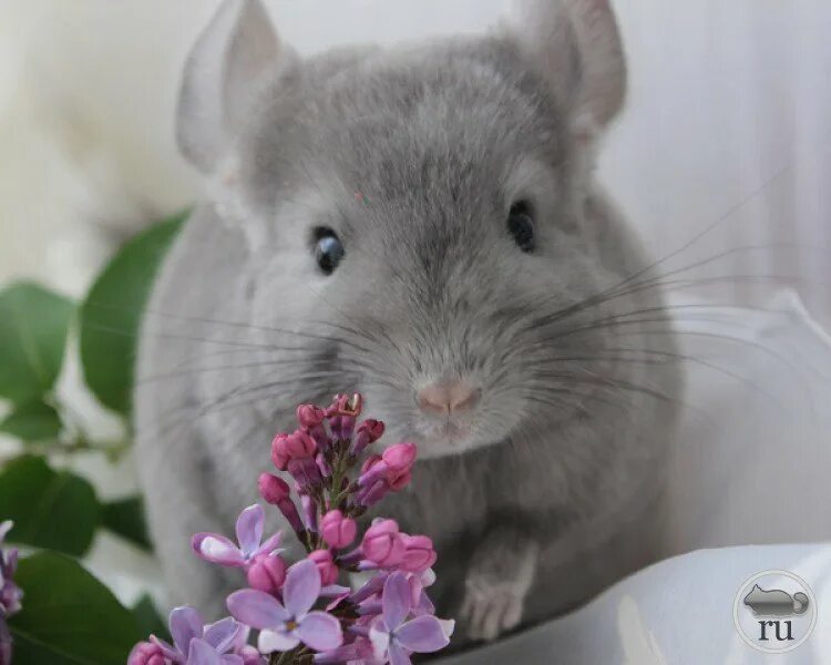 шиншилла 1 день. хомяк поздравляет с днем. шиншилла ушастая. шиншилла с днем рождения. день шиншиллы.