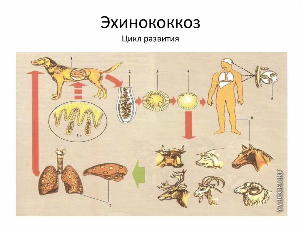 Чем опасен эхинококк для человека. Эхинококкоз цикл развития. Цикл развития эхиноккок. Эхинококк жизненный цикл. Цикл развития эхинококка.