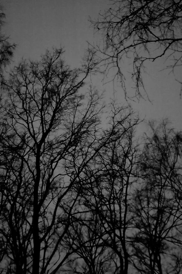 сумрак. лес сумерки туман. зелень в сумраке. мистические пейзажи. ночная мгла.