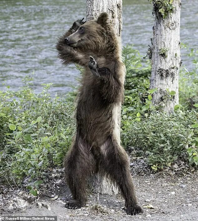 Остров великого медведя в реальной жизни. Медведь гризли барт. Самый большой гризли в мире. Neva логотип. Медведь танцует.