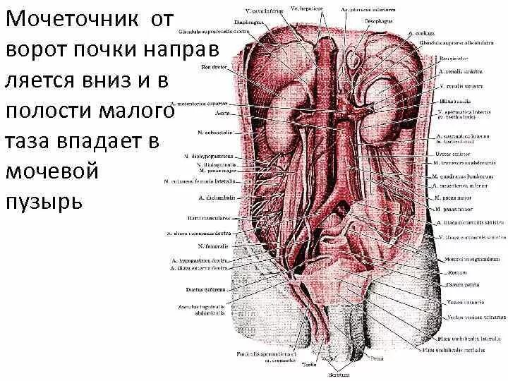 Тазовая часть мочеточника. Топография и строение мочеточников. Мочеточники расположение строение. Топографическая анатомия мочевой пузырь схемы. Топография тазовой части мочеточника.