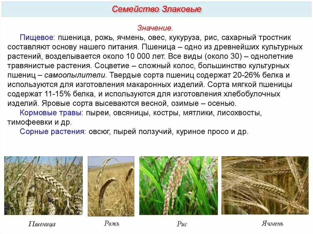 Семейство злаковые пшеница