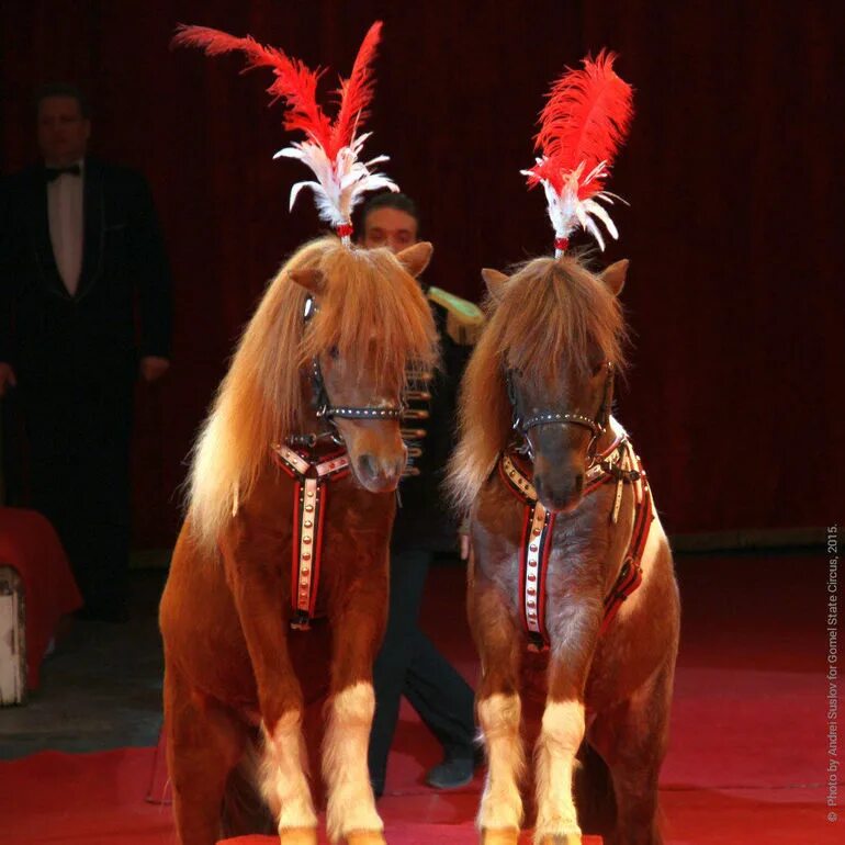 Дрессировщик лошадей в цирке. Дрессировка лошадей в цирке. Как выглядит пони из цирка. Цирк гии эрадзе фото. Дрессировка лошадей в цирке.