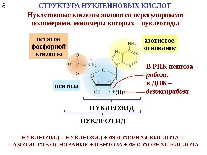 Нуклеотид является мономером белков. Строение и биологическая роль нуклеиновых кислот биохимия. Строение нуклеиновых кислот биохимия. Структура нуклеиновых кислот биохимия. Нуклеиновые кислоты биохимия формулы.