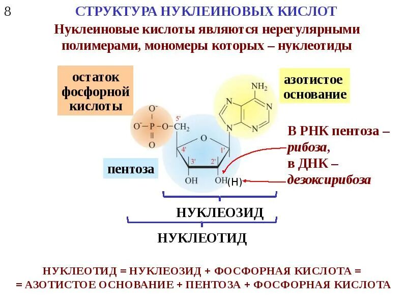 Строение и биологическая роль нуклеиновых кислот биохимия. Строение нуклеиновых кислот биохимия. Структура нуклеиновых кислот биохимия. Структура и свойства нуклеиновых кислот биохимия.