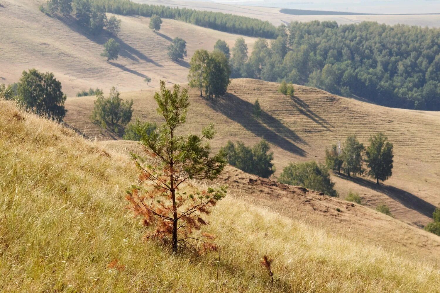 Лесостепь россии урок. Барабинская лесостепь заповедник. Ачинско-Мариинская лесостепь. Лесостепь Татарстана. Лесостепь Республика Алтай.