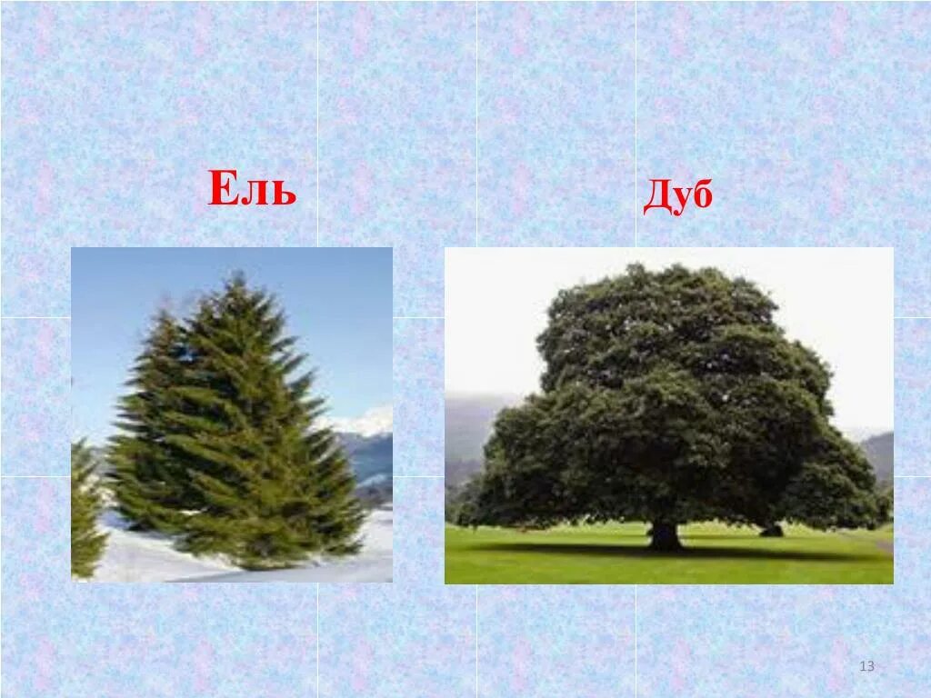 Деревья которые занесены в красную книгу. Ель, сосна, пихта, лиственница, дуб, бук. Дуб клен ель сосна липа вяз. Ель береза сосна клен это. Дуб береза сосна ель осина липа.