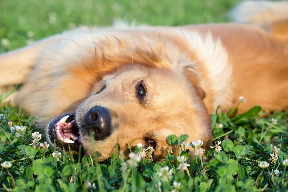 Звери под солнцем. Радостная собака. Собака лежит на траве. Собака лето. Счастливая собака.