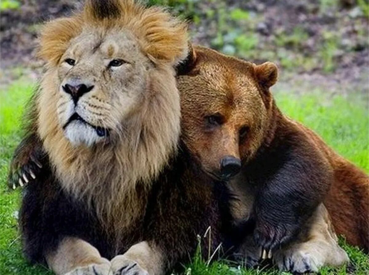Лев против медведя. Лев и медведь. Лев тигр и медведь. Дружба между животными. Медведь Гризли против Льва.