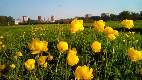 Италмас цветок. Италмас. Удмуртия купальница. Погода италмас на 10. Италмас цветок удмуртии.
