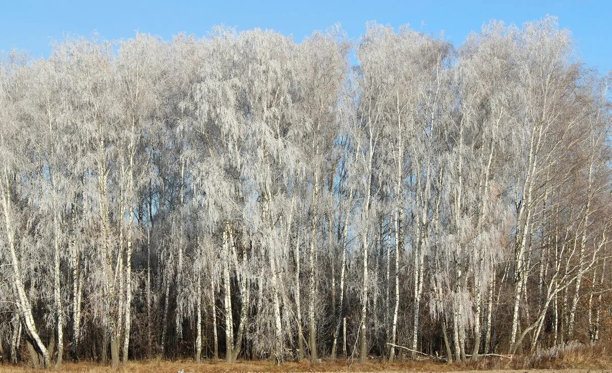 белая береза гулько. береза береза березушка бела. березовая роща тверь. березники город белых берез. белая березка песня.