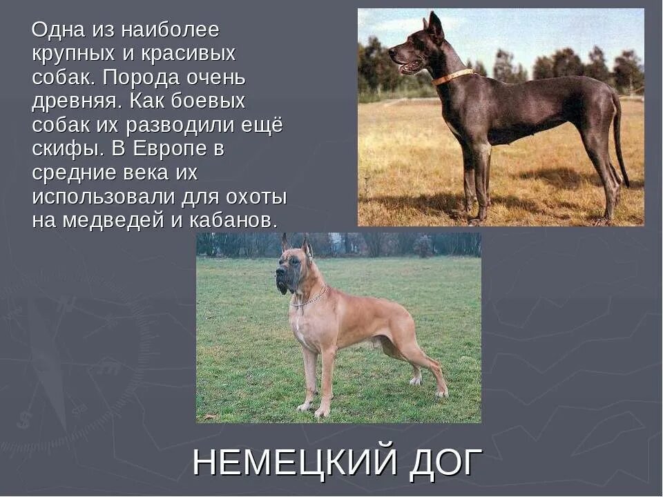 Презентация о собаке дог. Дог краткое описание породы для детей. Рассказ о породе собак. Рассказы дог. Характеристика собаки.