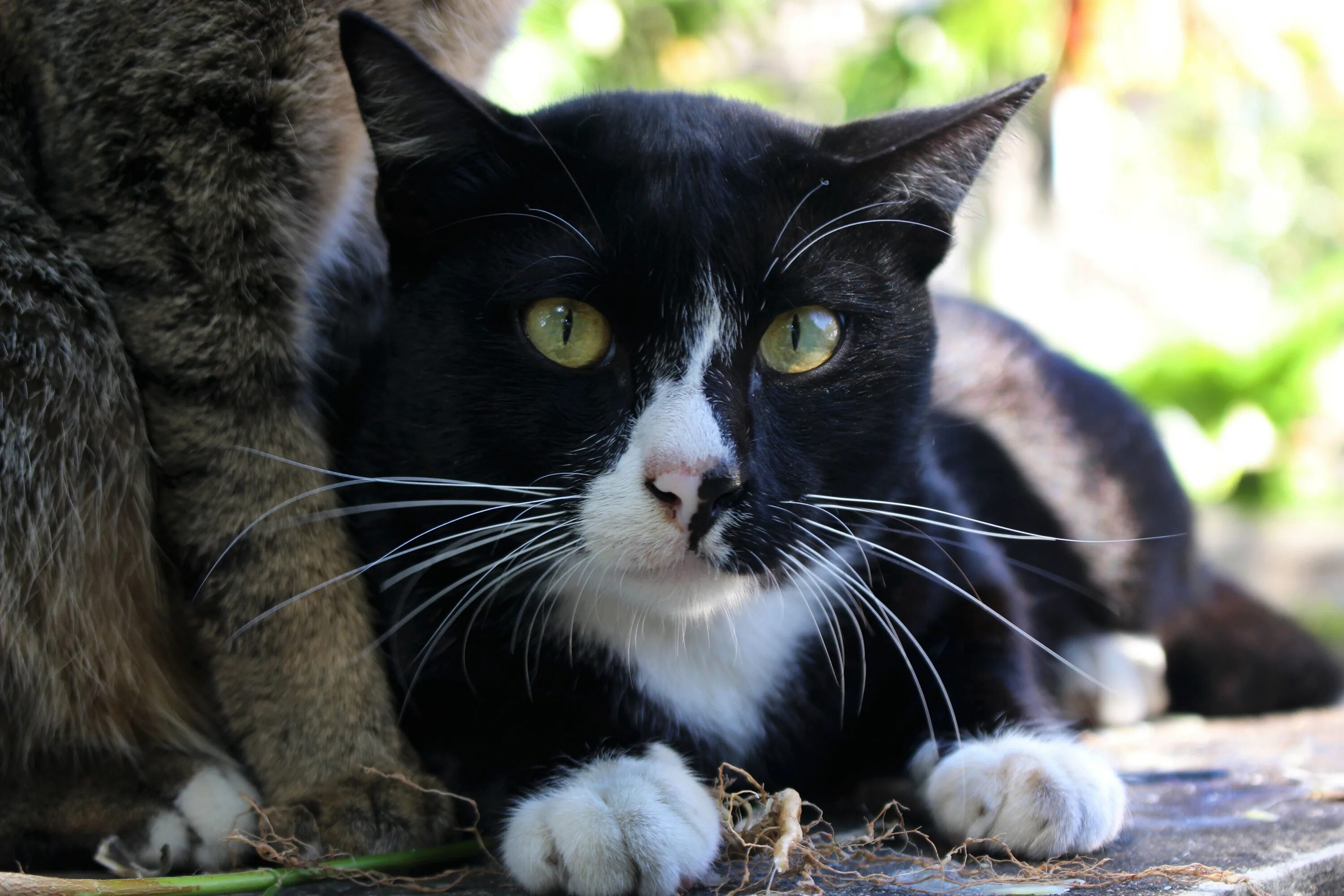 Европейская кошка. Европейская короткошерстная кошка черно-белая. Кошка ирландская короткошерстная. Европейская короткошерстная кошка чёрно белая. Крик кошки в брачный