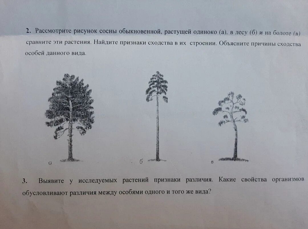 Рассмотрите рисунок 152 в и объясните почему. Сосны выросшие в разных условиях. Сосна обыкновенная форма кроны. Сосна растущая на открытом месте. Сосна на открытой местности.