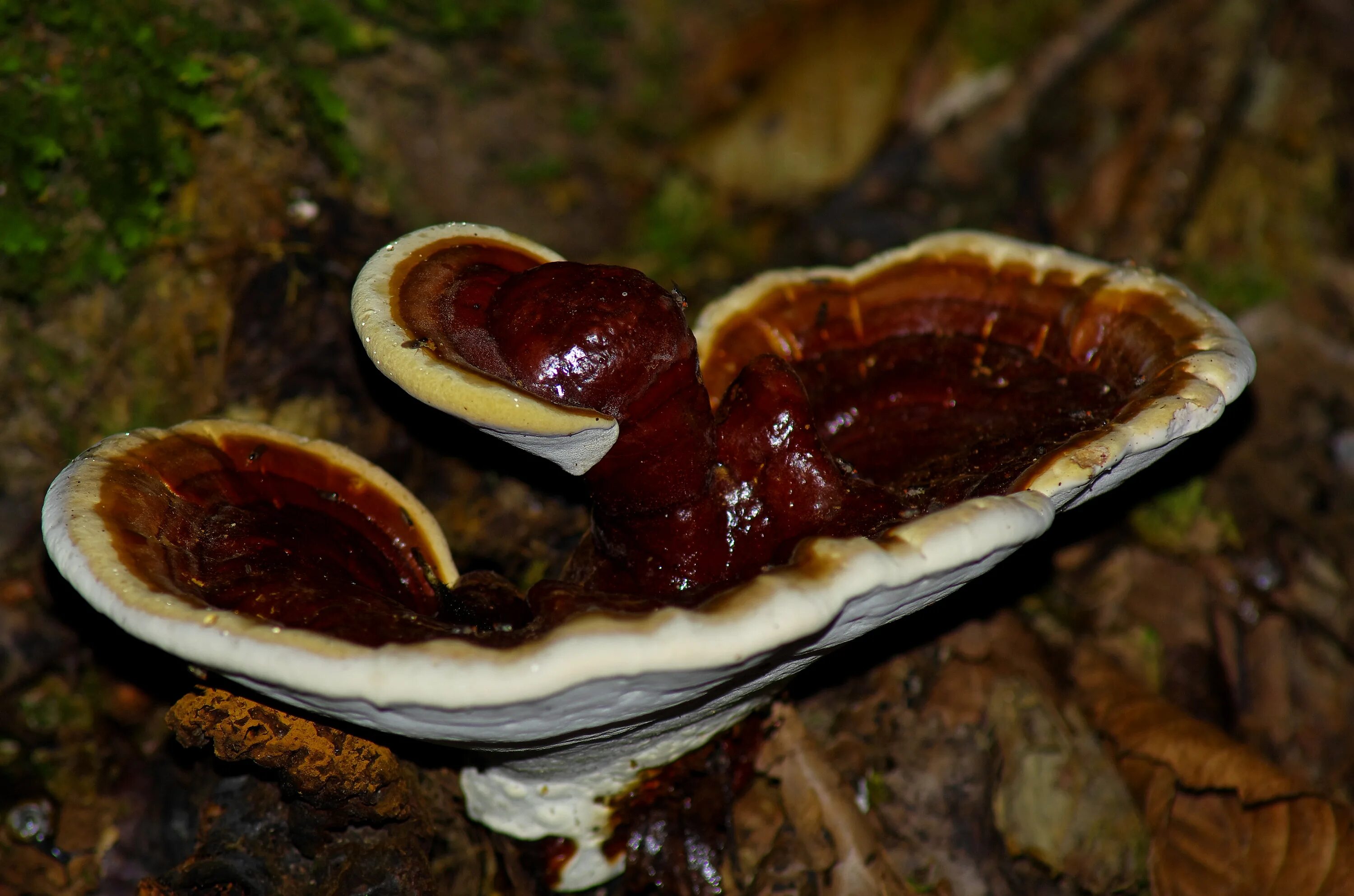 Ганодерма гриб рейши. Трутовик лакированный ganoderma lucidum. Гриб ganoderma lucidum. Рейши (трутовик лакированный). Трутовик рейши.