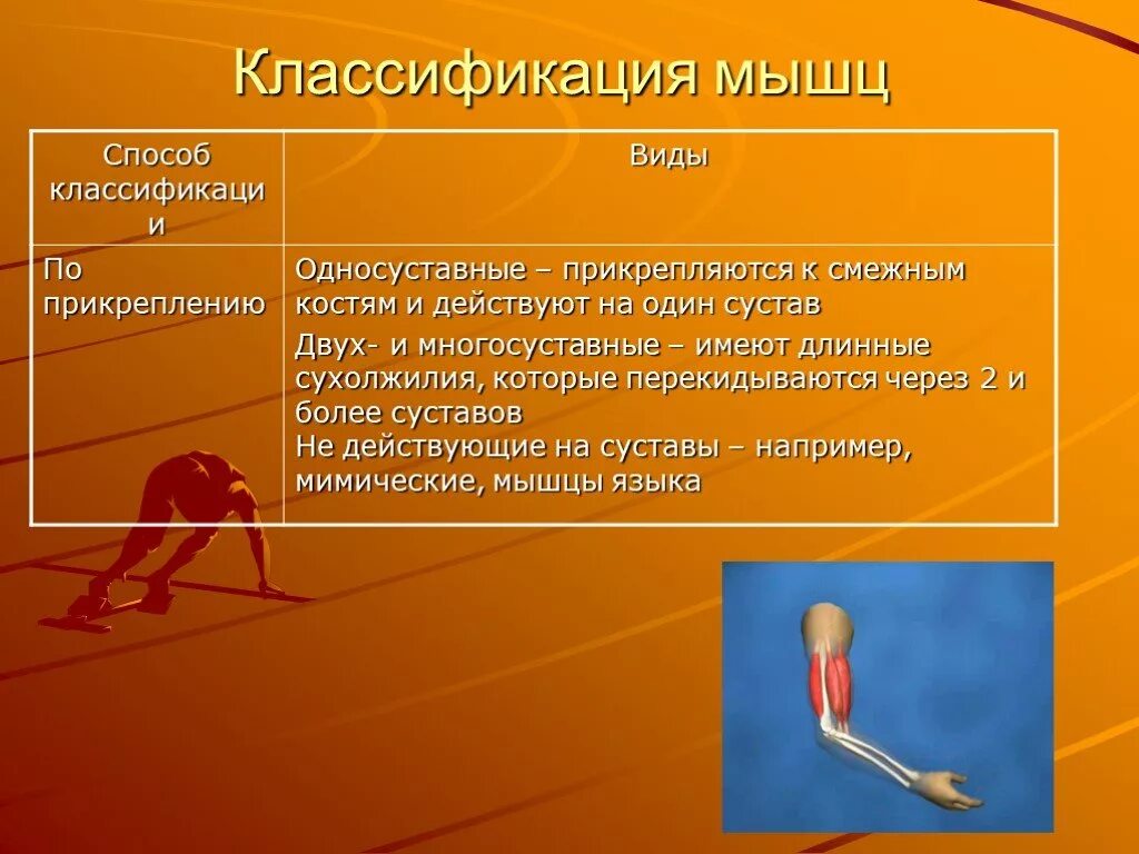 Способ п. Способы прикрепления мышц. классификация виды мышц. классификация групп мышц. классификация мышц по способам прикрепления.