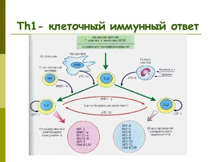 Взаимодействие иммунных клеток. Схема клеточного иммунного ответа иммунология. Клеточный иммунный ответ иммунология. Клеточный приобретенный иммунный ответ схема. Иммунный ответ клеточного типа.