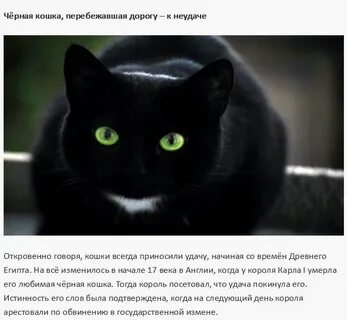 Черный кот приносит удачу