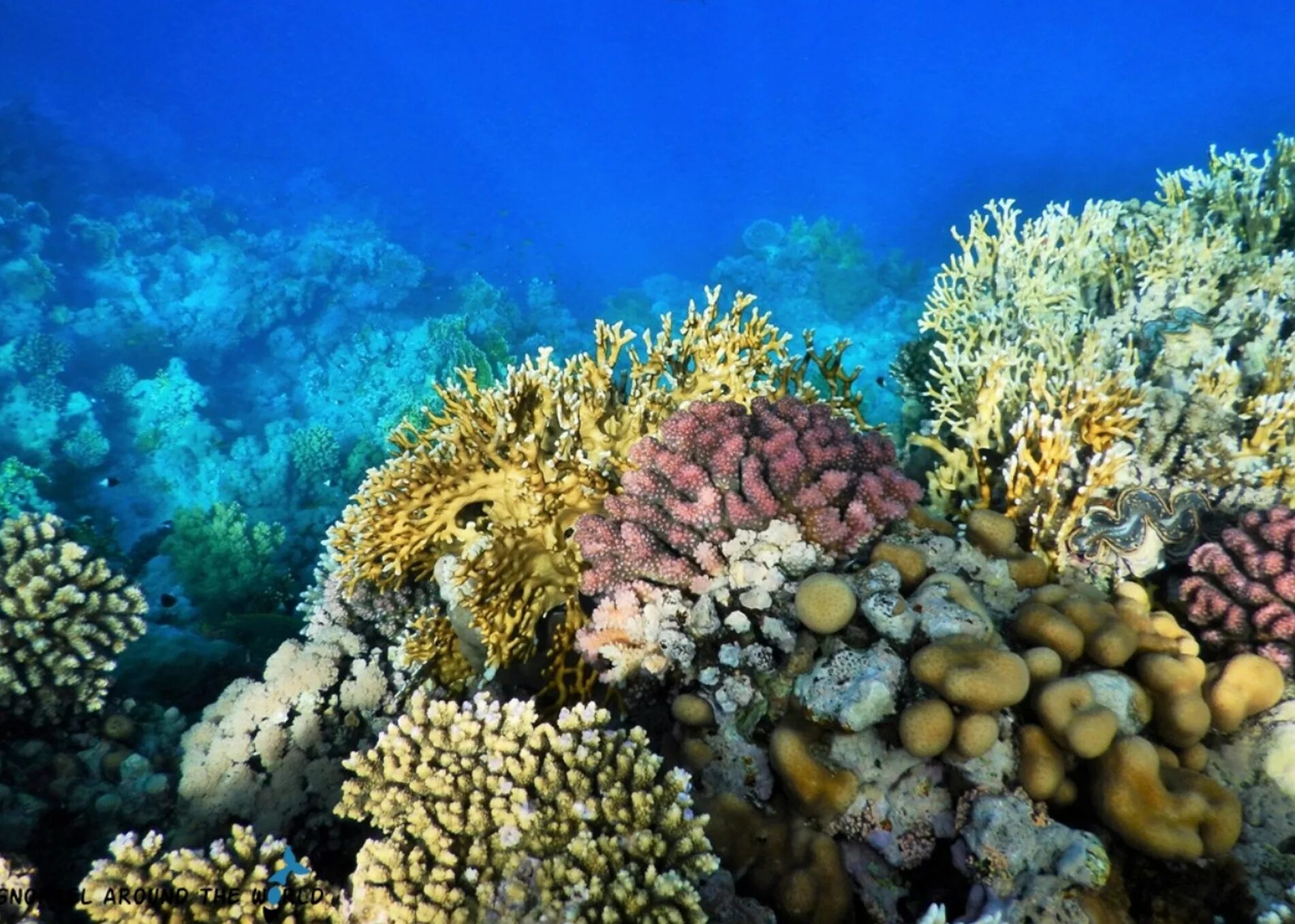 Подводный риф шарм-эль-шейх. Коралловый риф в шарм эль шейхе. Красное море риф шарм эль шейх. Рифы в шарм эль шейхе. Риф шарм-эль-шейх.