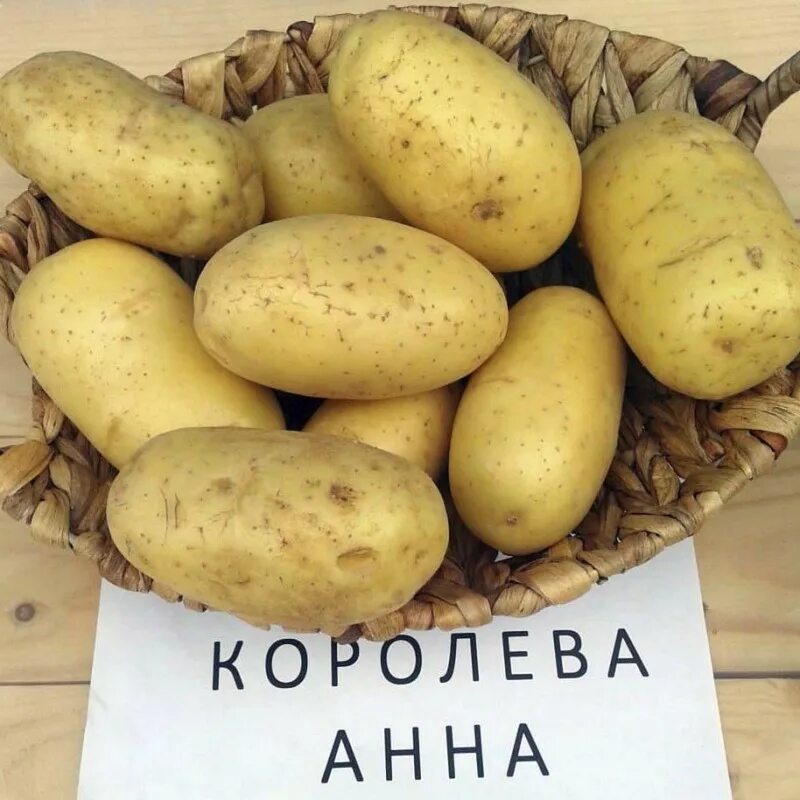 Оригинатор картофель сорт. Оригинатор картофель сорт