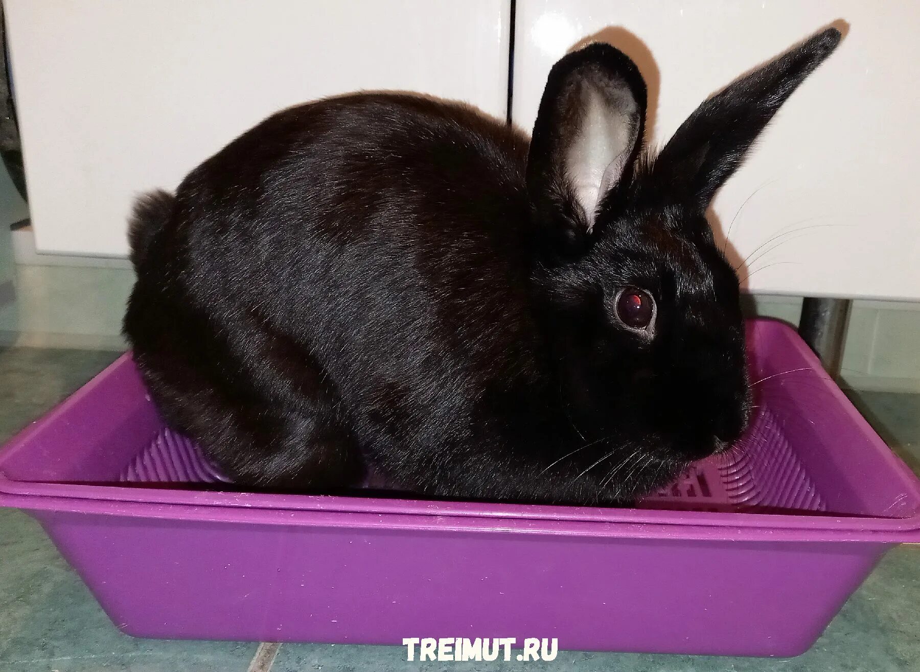 лоток для туалета для кроликов. можно ли приучить кролика к лотку. лоток для декоративного кролика. можно ли приучить кролика к лотку. туалет для карликового кролика.