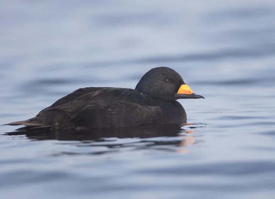 Синьга. Синьга melanitta nigra. синьга самка. американская синьга.
