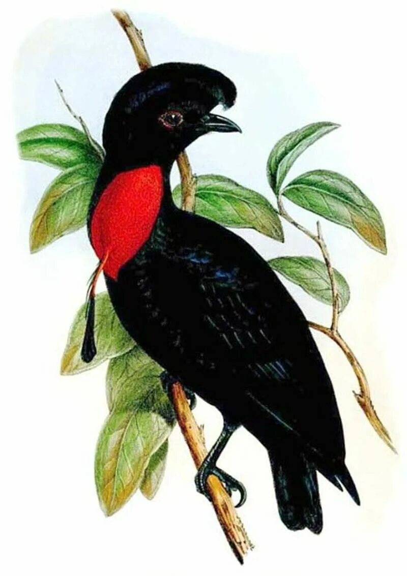 Зонтичная птица. Эквадорская зонтичная птица. Cephalopterus glabricollis. Птица зонтик. Амазонская зонтичная птица.