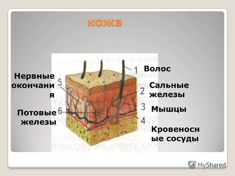 Какую функцию выполняют потовые и сальные