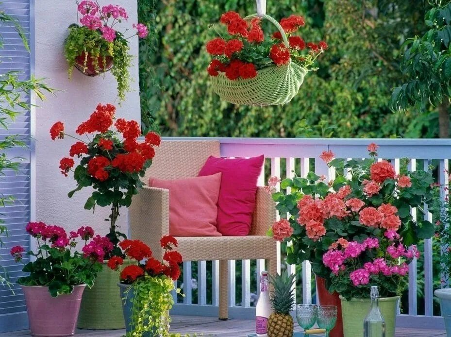 Цветы для террасы. Цветы на балконе. Цветы на веранде. Украсить террасу цветами. Цветы на веранде в горшках.