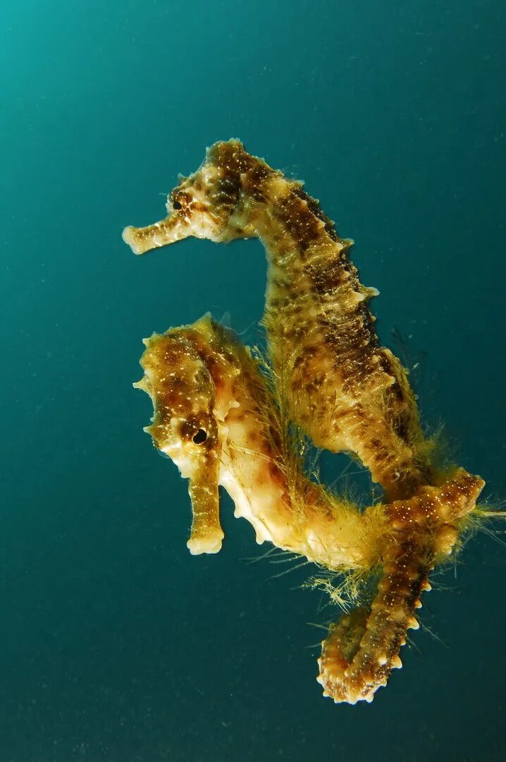 морской конек в черном море. животные живущие в черном море. животные живущие в черном море. животные живущие в черном море. животный мир черного моря.