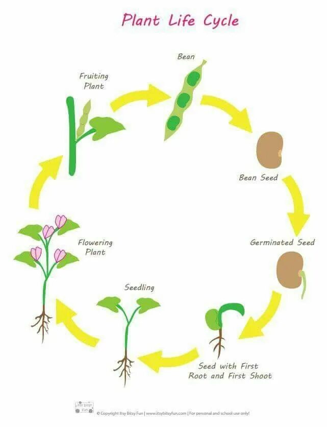 Plant cycle. Стадии жизненного цикла растений схема. Цикл развития растений схема. Жизненный цикл роста растений для детей. Циклы развития растений.