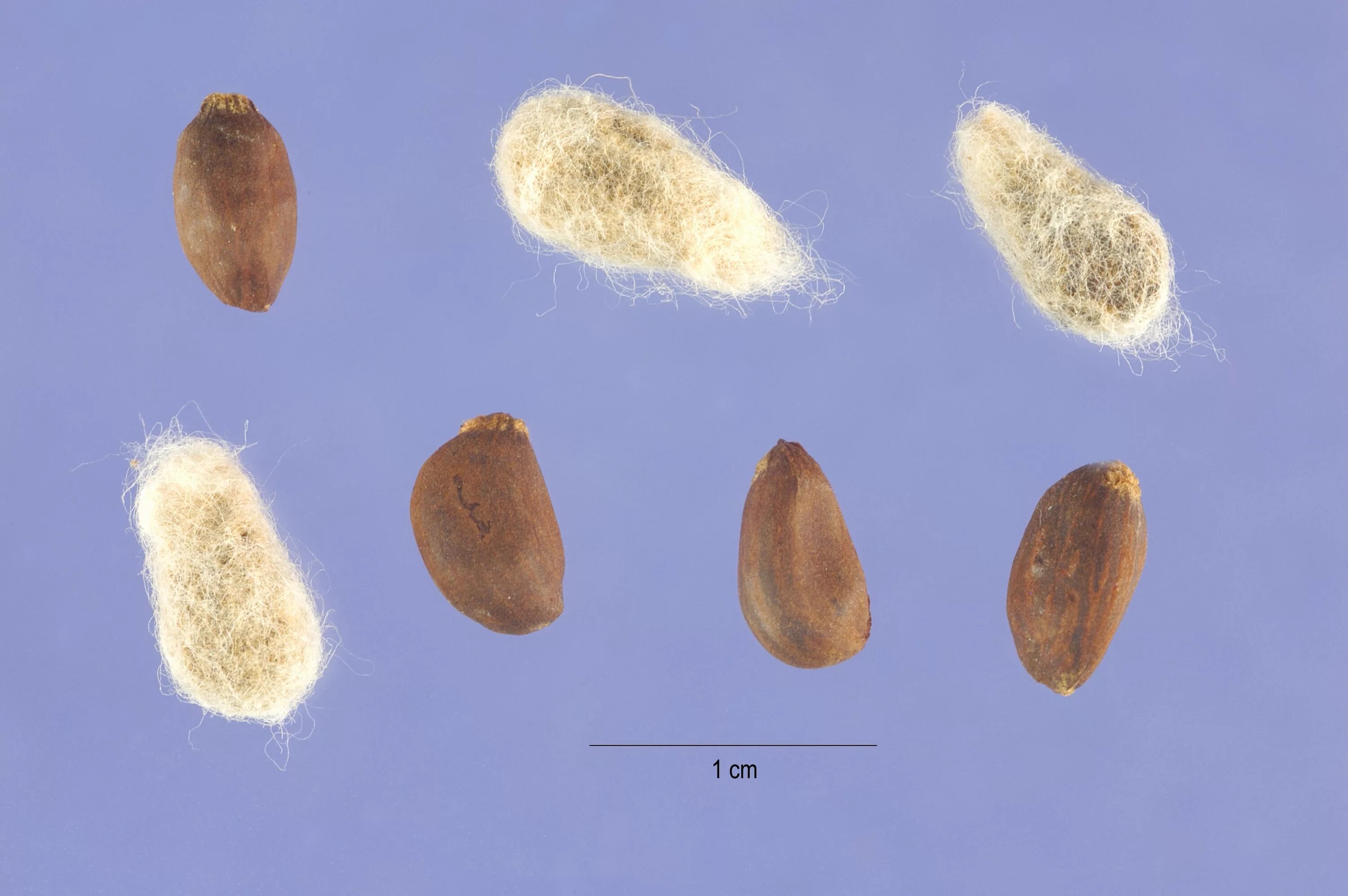 Gossypium_hirsutum_Seeds. Семена хлопчатника. Плесневение семян хлопчатника. Шерстяк волосистый семена.