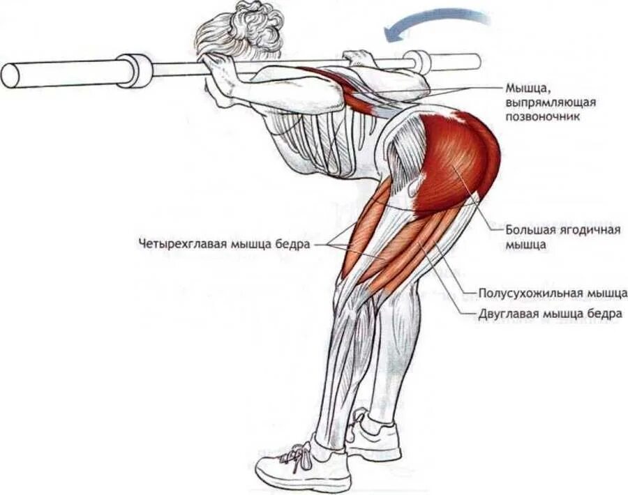 Упражнения для качания средней ягодичной мышцы. Гуд Монинг упражнение со штангой. Наклоны вперед со штангой на плечах. Схема ягодичных мышц и упражнения.