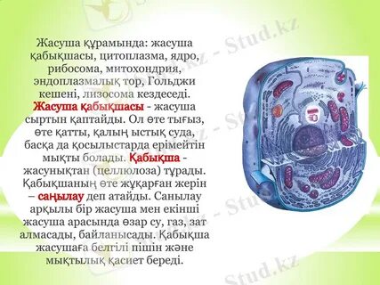 Анасы ұлын қорлайды онлайн порно