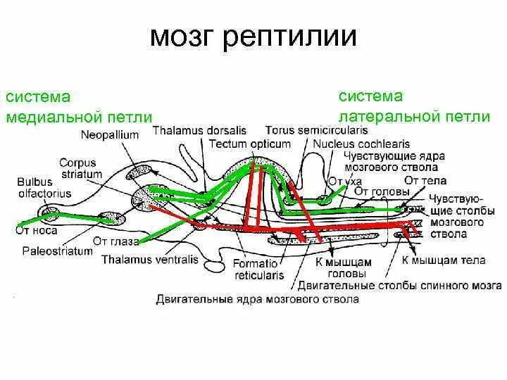 Строение головного мозга рептилий. Строение нервной системы ящерицы. Нервная система пресмыкающихс. Нервная система рептилий.