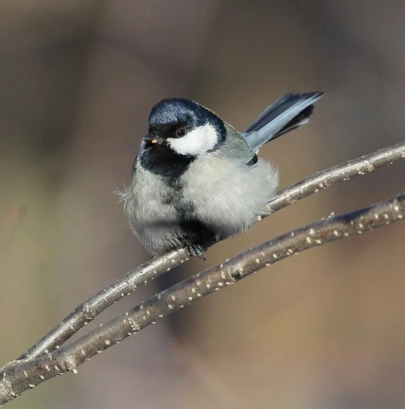 Синица звук. Восточная синица parus minor. синицы дальнего востока. parus minor minor. восточная синица приморский край.
