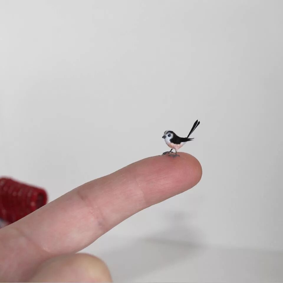 новорождённые осьминоги. очень маленькая птичка. крошечный получать. хомяк джунгарик альбинос. Paedophryne amauensis лягушка.