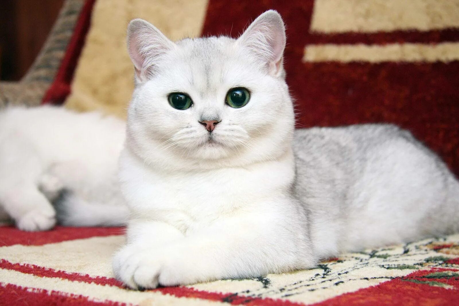 Шиншилла порода кошек цена. Британская шиншилла кошка. Британская шиншилла белая. Британская короткошёрстная шиншилла. Британская короткошёрстная шиншилла белая.