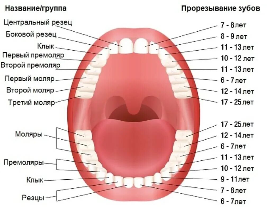 Зуб 1 8. Строение зубной челюсти человека схема. Строение челюсти и зубов человека название зубов. Строение зуба и схема челюсти. Строение челюсти название щубоа.