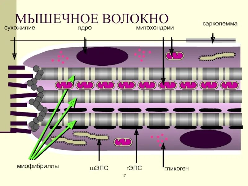 Мембрана мышечного волокна. Схема компонентов мышечного волокна. Миофибриллы и митохондрии. Окисление мышечных волокон это. Строение мышечного волокна.